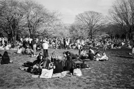 234 Hanami_Tri-X1.jpg