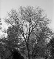 tree!.jpg