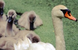 MuteSwanwithCygnets-close,CentralPark,June2001,web.jpg