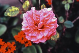 DSC_5474_edited-1.jpg