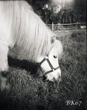 Fomapan100-Woca-004-web.jpg