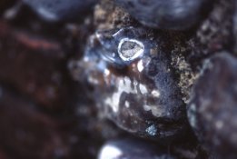 stonefish.jpg