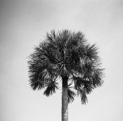 6 Palm 2 w Y Fltr.jpg 6 Palm 2 w Y Fltr.jpg