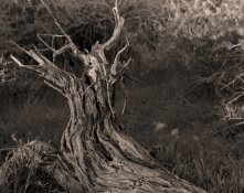 tree_spurcross019_800.jpg tree_spurcross019_800.jpg