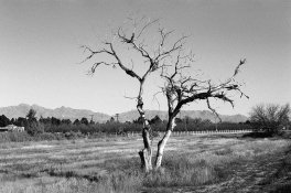 Leica r5 w Tri-X ver 173 for apug.jpg