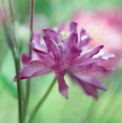 flower_aquilegia_vulgaris_03.jpg