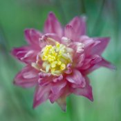 flower_aquilegia_vulgaris_04.jpg
