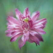 flower_aquilegia_vulgaris_06.jpg