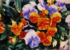orange and purple flowers.jpg