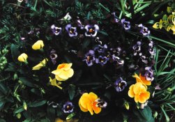 yellow and purple flowers.JPG