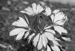 scan 4 for APUG.jpg scan 4 for APUG.jpg