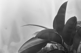 bb for APUG.jpg bb for APUG.jpg