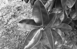 dd for APUG.jpg dd for APUG.jpg