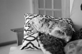 20150529-01 TriX 400 HC110-E IIIc 02.jpg