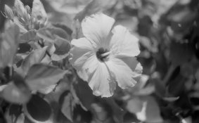 Vivitar 2.JPG Vivitar 2.JPG