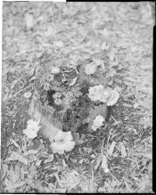 4x5 mushroom (Custom).jpg