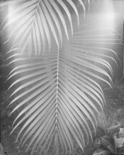 4x5 Palm Leaves (Custom).jpg