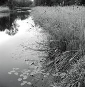 Swamp river NY K6 small .jpg