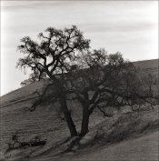 Oaks North Livermore Road Hasselblad 500CM 150 and 250 Sonnar Rokunar 2x tele-converter IlfordFP.jpg