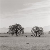 Oaks North Livermore Road Hasselblad 500CM 150 and 250 Sonnar Rokunar 2x tele-converter IlfordFP.jpg