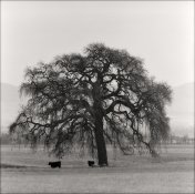 Oaks North Livermore Road Hasselblad 500CM 150 and 250 Sonnar Rokunar 2x tele-converter IlfordFP.jpg