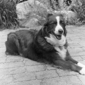 Yashicamat shot 1a.jpg