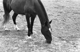 Tri X and Nikon 85 2 in Acufine.jpg