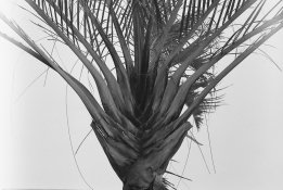 Tri X 2 in Acufine.jpg