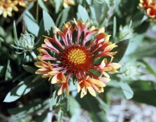 flower1.jpg