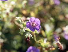 flower2.jpg