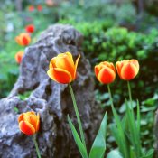 tulpe.jpg