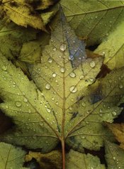 Green leaf.jpg