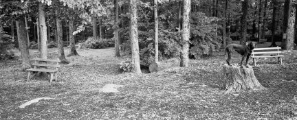 Dogpark xpan blu1.jpg
