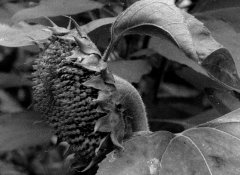 img014.jpg