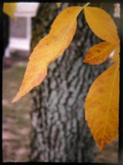 leaves.jpg
