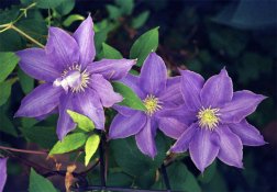 Clematis-2.jpg