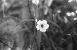 Old Style Helios at f4.jpg