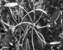 Motion WindMill Movement .jpg Motion WindMill Movement .jpg