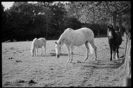 Horses.jpg