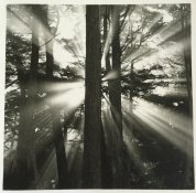 trees-small.jpg