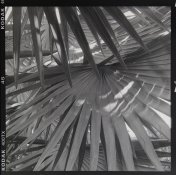 PalmLeaves.jpg