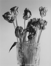 Dead_tulips-01c.jpg