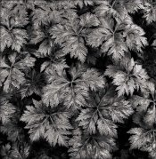 ImageUploadedByTapatalk1448315595.851950.jpg