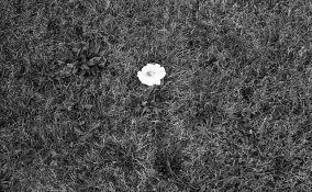 22096575840_29dcf1ebc8_z.jpg