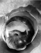 peeled apple.jpg