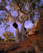 Redgums_UmberumberkaCreek_SilvertonNSW.png