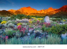 summer-dawn-beneath-mount-humphreys-eastern-sierra-california-united-AWTYJ9.jpg