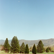 -persimmon-tree-