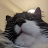 BigStinkyBean