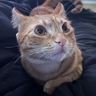 StickyShutter